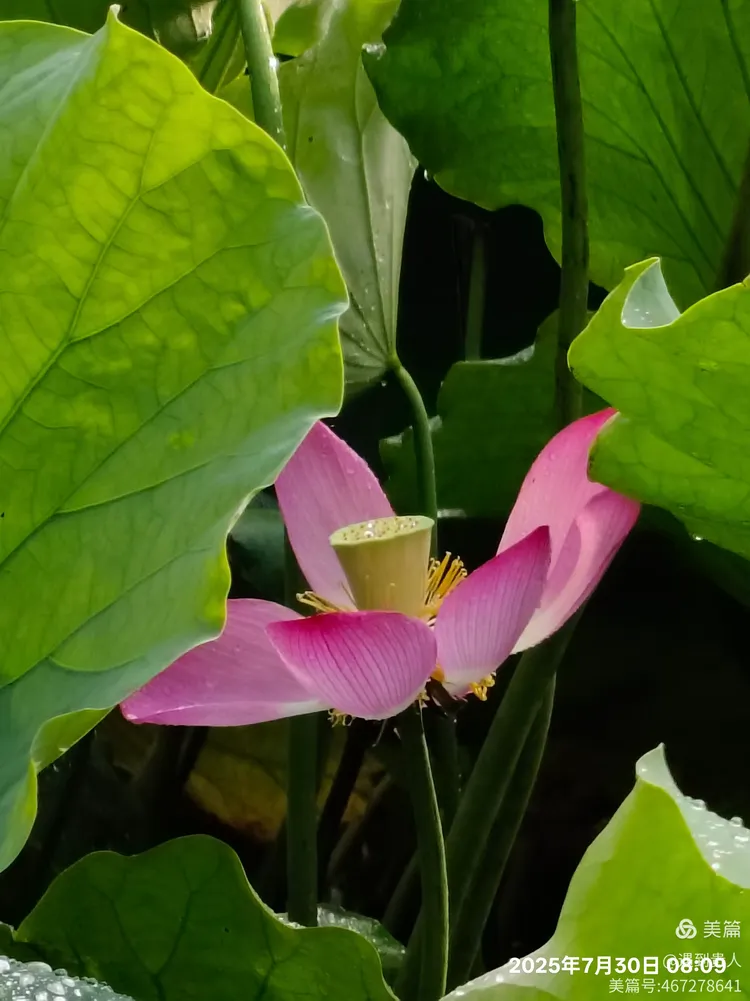 lol段位查询-Aづ?蠙菏7?